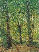 Trees and Undergrowth Vincent Van Gogh